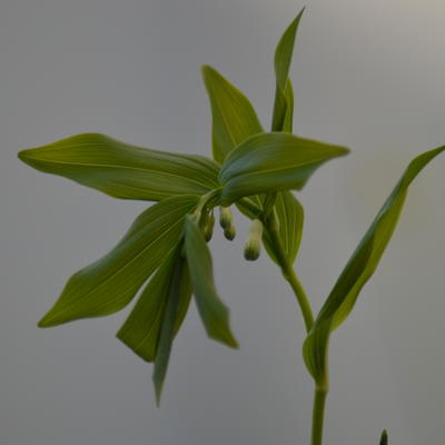 Tuinsalomonszegel - Polygonatum x hybridum 'Weihenstephan' 