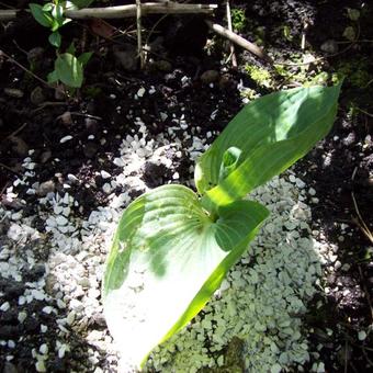 Hosta 'Big Daddy'