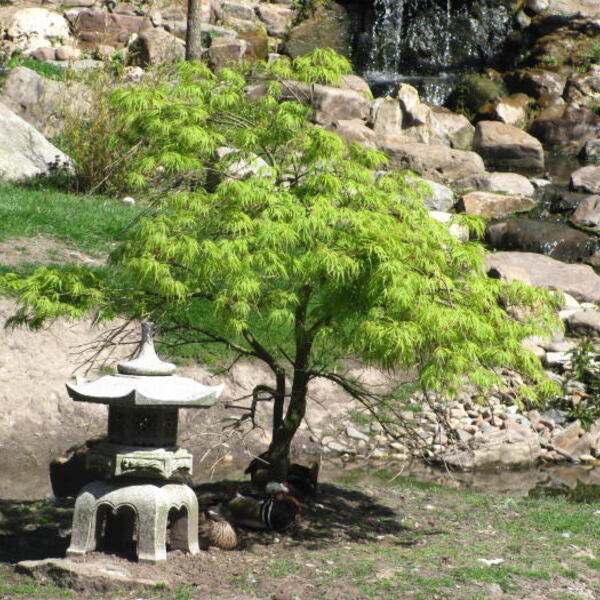 Japanse esdoorn - Acer palmatum 'Dissectum'