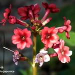 Sleutelbloem / Japanse etageprimula - Primula japonica