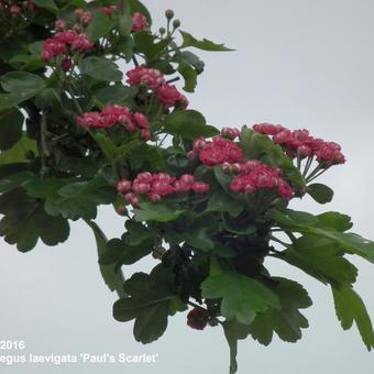 Crataegus x media 'Paul's Scarlet'