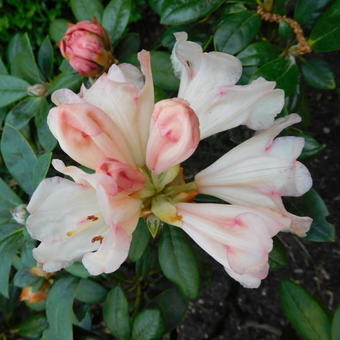 Rhododendron yakushimanum 'Dusty Miller'