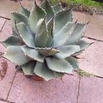 Agave parryi   - Agave
