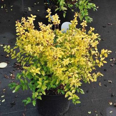 Geelbonte dwergliguster - Ligustrum ovalifolium 'Lemon and Lime'