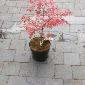 Acer palmatum 'Shirazz'