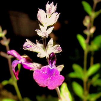 Salvia 'Nachtvlinder'