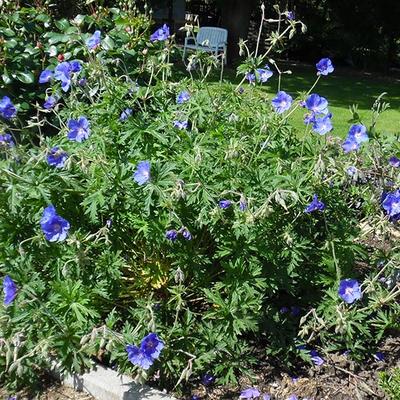 Ooievaarsbek - Geranium 'Eureka Blue'