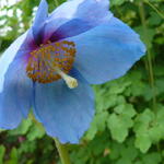 Meconopsis x sheldonii 'Lingholm' - Blauwe Himalaya schijnpapaver