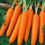 Daucus carota - Wortel