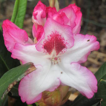 Rhododendron  'Hachmann's Charmant'