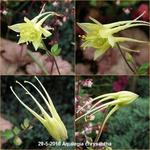 Aquilegia chrysantha - Gele akelei