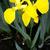 Iris pseudacorus ' Variegata'