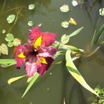 Iris louisiana 'Ann Chowning' - Iris