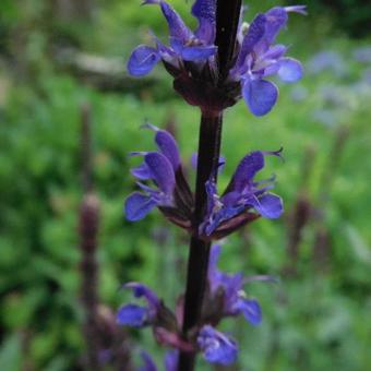 Salvia nemorosa 'Caradonna'