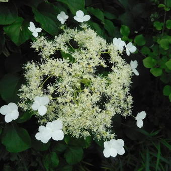 Hydrangea anomala subsp. petiolaris
