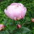 Paeonia lactiflora ‘Sorbet’