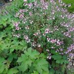 Diascia lilacina 'Lilac Belle' - Elfenspoor