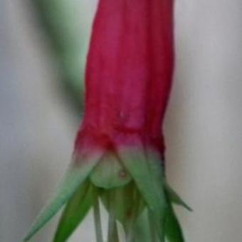 Fuchsia splendens