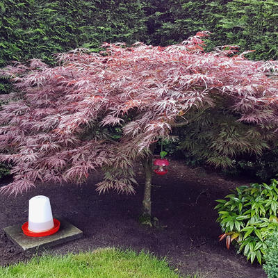 Japanse esdoorn - Acer palmatum 'Garnet'
