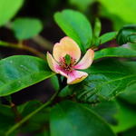 Magnolia figo  - Bananenstruik