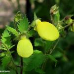 Calceolaria mexicana - Pantoffelbloem
