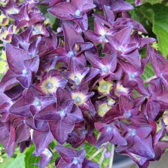 Hydrangea Macrophylla 'Deep Purple Dance'