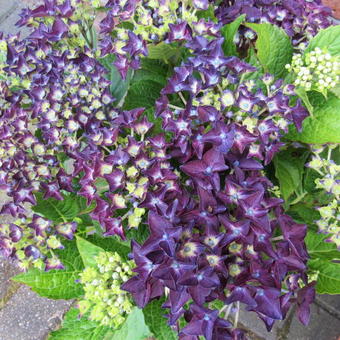 Hydrangea Macrophylla 'Deep Purple Dance'