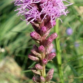 Liatris spicata