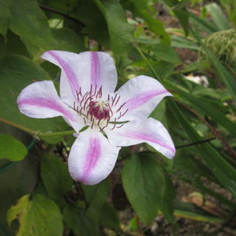 Clematis 'Capitaine Thuilleaux'