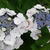 Hydrangea macrophylla 'Elster'