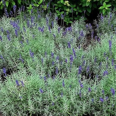 Lavendel - Lavandula angustifolia 'Hidcote'