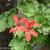 Pelargonium x hortorum 'Destination''