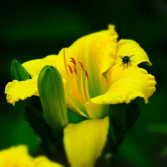 Hemerocallis 'Green Flutter'