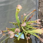 Sarracenia x farnhamii - Vleesetende plant, Bekerplant