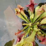 Sarracenia leucophylla - Vleesetende plant, Witte pitcherplant, trompetbekerplant