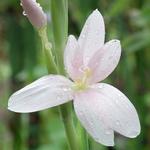 Hesperantha coccinea 'Pink Princess' - Kafferlelie