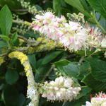 Clethra alnifolia 'Pink Spire' - Schijnsels