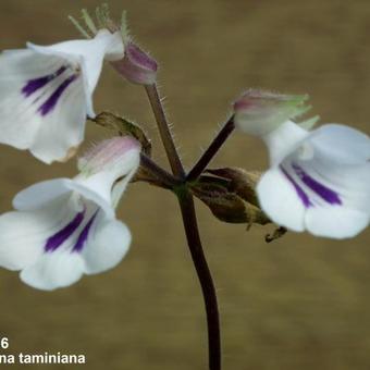 Primulina tamiana