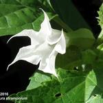 Datura stramonium - Doornappel