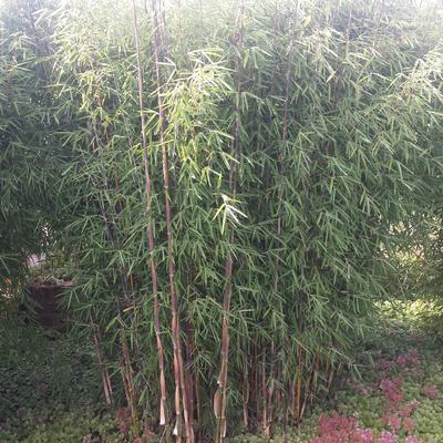 Bamboe - Fargesia nitida 'Jiuzhaigou'