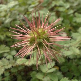 Acaena microphylla 'Kupferteppich'