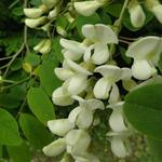 Valse Acacia - Robinia pseudoacacia