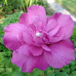 Althaeastruik - Hibiscus syriacus 'Purple Ruffles'