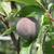 Prunus persica 'Sanguine de Savoie'