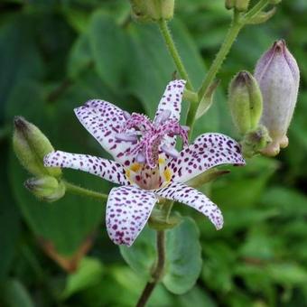 Tricyrtis formosana