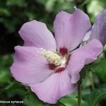 Hibiscus syriacus - Altheastruik
