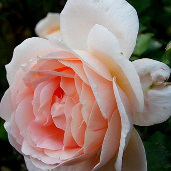 Rosa 'Amaretto'