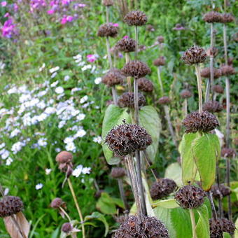 Phlomis russeliana