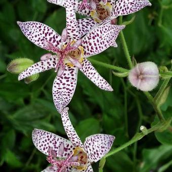 Tricyrtis formosana