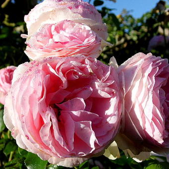 Rosa 'Giardina'